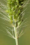 Japanese bristlegrass